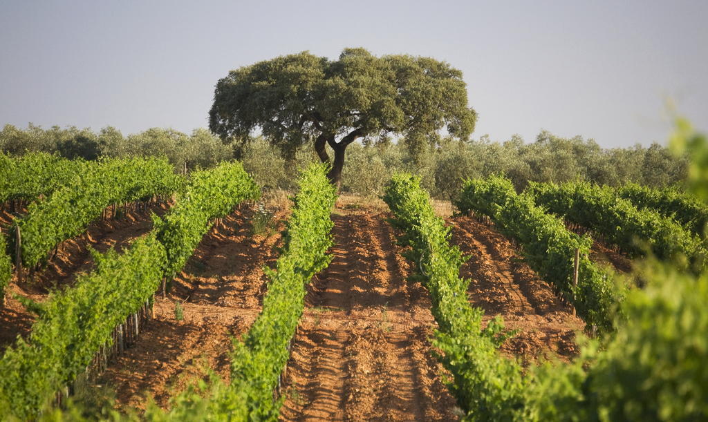 Herdade Dos Grous Albernoa Exterior photo